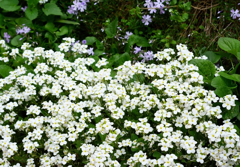 White Alpine Rockcress Seeds - Aubrieta Arabis Alpina Flower Seeds - 800 Seeds - Image 6