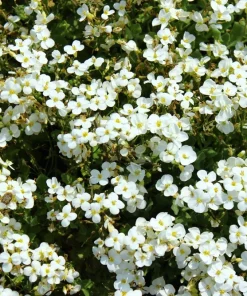 White Alpine Rockcress Seeds - Aubrieta Arabis Alpina Flower Seeds - 800 Seeds - Image 7