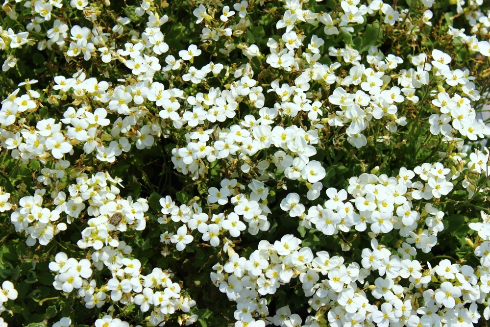 White Alpine Rockcress Seeds - Aubrieta Arabis Alpina Flower Seeds - 800 Seeds - Image 7