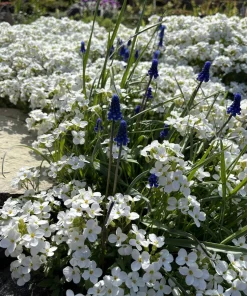 White Alpine Rockcress Seeds - Aubrieta Arabis Alpina Flower Seeds - 800 Seeds - Image 8