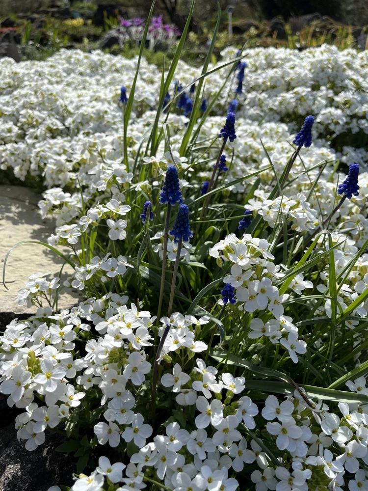 White Alpine Rockcress Seeds - Aubrieta Arabis Alpina Flower Seeds - 800 Seeds - Image 8