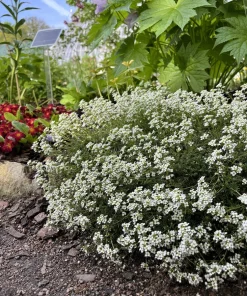 White Alpine Rockcress Seeds - Aubrieta Arabis Alpina Flower Seeds - 800 Seeds - Image 9