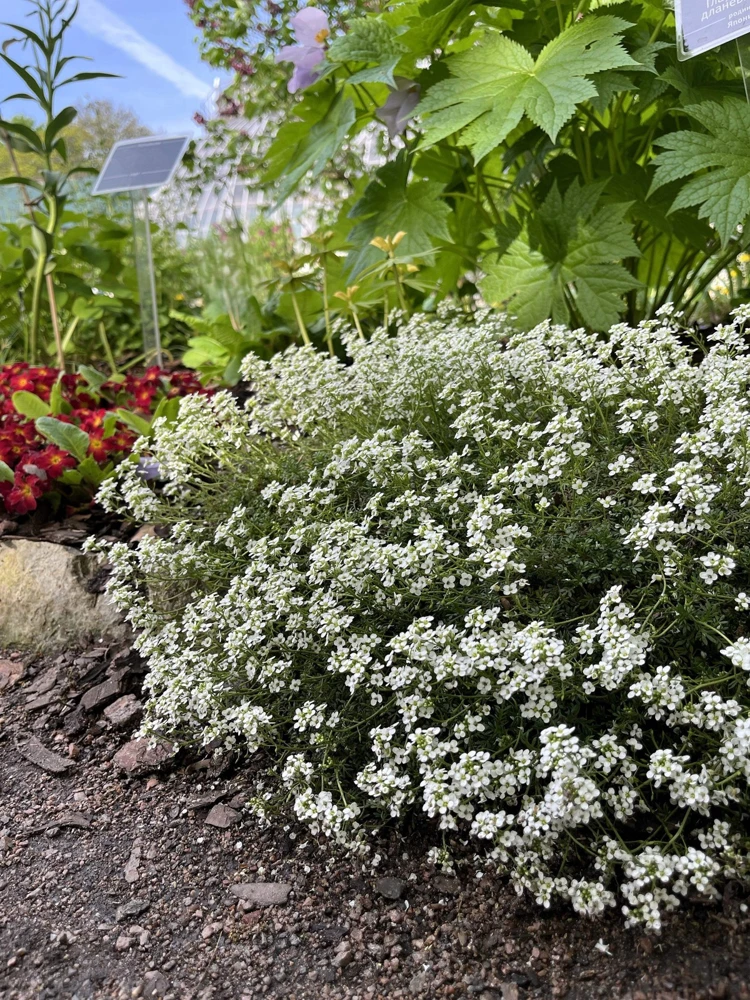 White Alpine Rockcress Seeds - Aubrieta Arabis Alpina Flower Seeds - 800 Seeds - Image 9