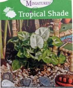 White Arrowhead Plant - Syngonium Podophyllum - Live Houseplant - 2.5" Pot - Image 2