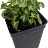 White Arrowhead Plant - Syngonium Podophyllum - Live Houseplant - 2.5" Pot - Image 1
