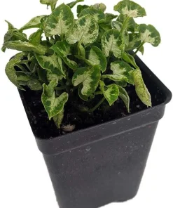 White Arrowhead Plant - Syngonium Podophyllum - Live Houseplant - 2.5