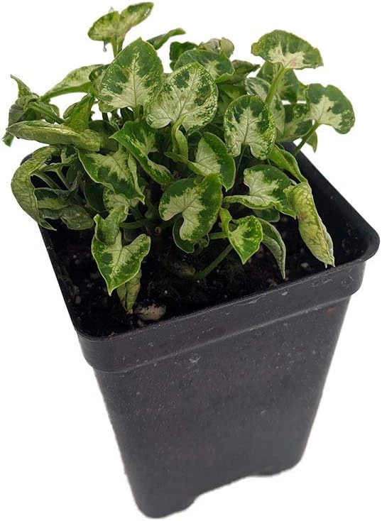 White Arrowhead Plant - Syngonium Podophyllum - Live Houseplant - 2.5" Pot - Image 1