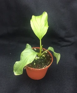 White Bat Flower Live Plant – Tacca integrifolia – Rooted in 3 inch Pot - Image 2
