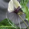White Bat Flower Live Plant – Tacca integrifolia – Rooted in 3 inch Pot - Image 1