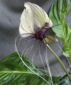 White Bat Flower Live Plant – Tacca integrifolia – Rooted in 3 inch Pot - Image 1