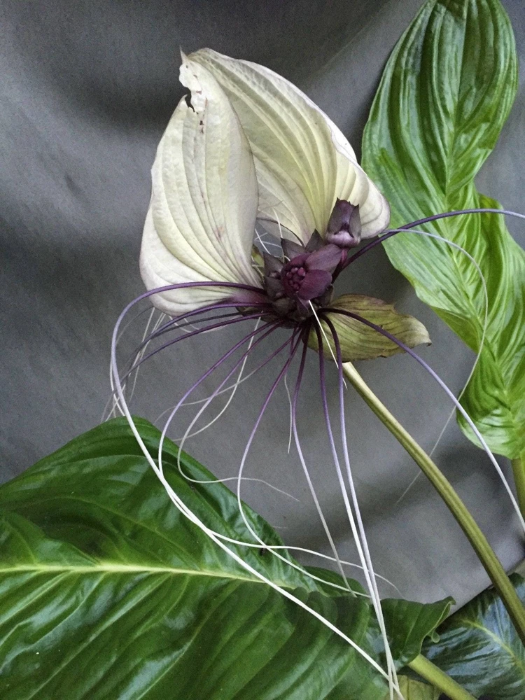 White Bat Flower Live Plant – Tacca integrifolia – Rooted in 3 inch Pot - Image 1