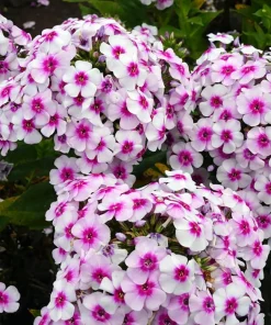 White Bicolor Phlox Perennial Live Plant - Phlox paniculata - Quart Pot - Zones 4-9 - Image 2