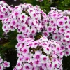 White Bicolor Phlox Perennial Live Plant - Phlox paniculata - Quart Pot - Zones 4-9 - Image 1