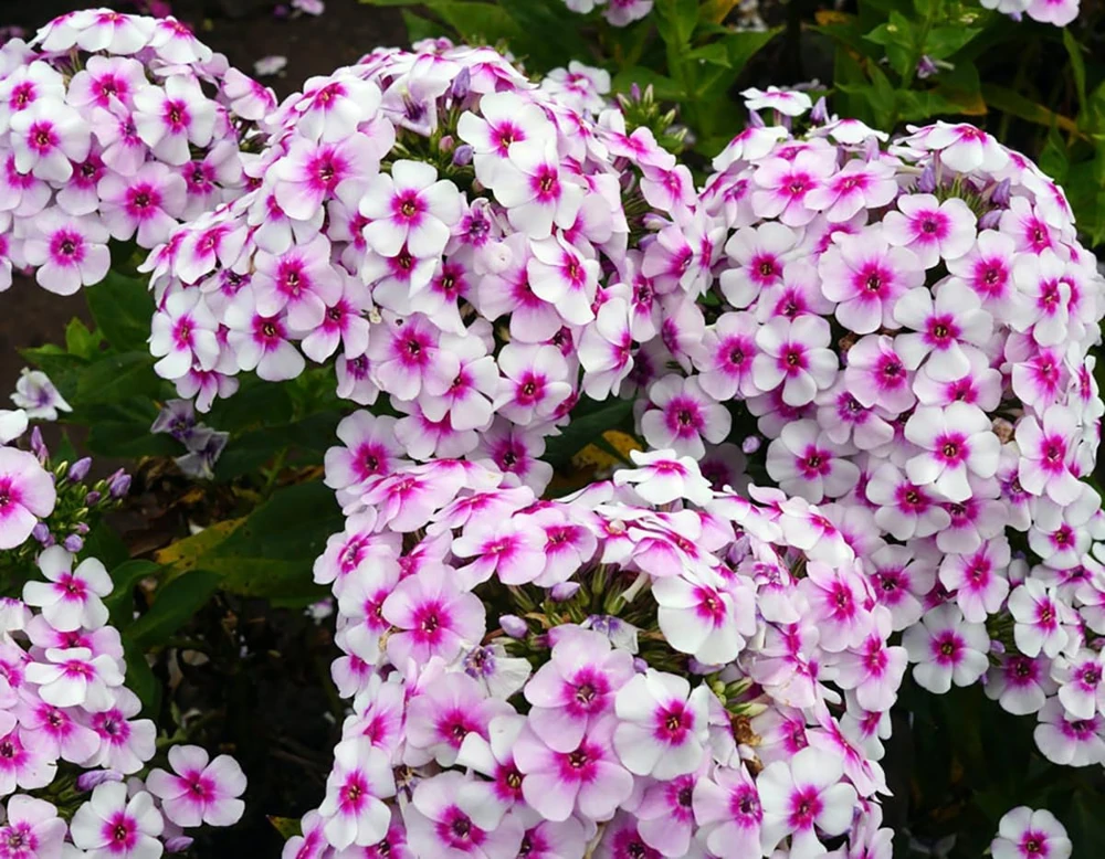 White Bicolor Phlox Perennial Live Plant - Phlox paniculata - Quart Pot - Zones 4-9 - Image 1
