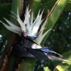 White Bird of Paradise Live Plant - Strelitzia Nicola - 4" Pot - Indoor/Outdoor - Image 1