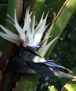 White Bird of Paradise Live Plant - Strelitzia Nicola - 4