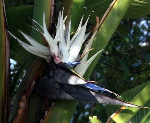 White Bird of Paradise Live Plant - Strelitzia Nicola - 4" Pot - Indoor/Outdoor - Image 1