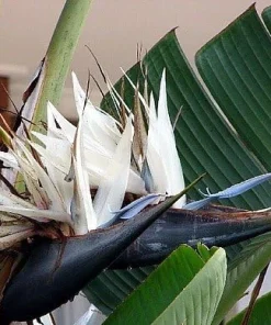 White Bird of Paradise Live Plant - Strelitzia Nicola - 4" Pot - Indoor/Outdoor - Image 2