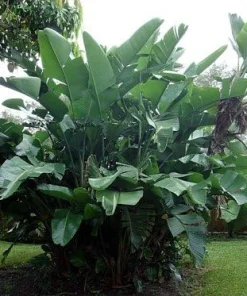 White Bird of Paradise Live Plant - Strelitzia Nicola - 4