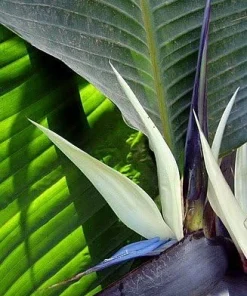White Bird of Paradise Live Plant - Strelitzia Nicola - 4