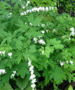 White Bleeding Heart Live Plant - Dicentra alba - Gallon Pot - Shade Loving - Image 2