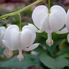 White Bleeding Heart Live Plant - Dicentra alba - Gallon Pot - Shade Loving - Image 1
