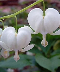 White Bleeding Heart Live Plant - Dicentra alba - Gallon Pot - Shade Loving - Image 1