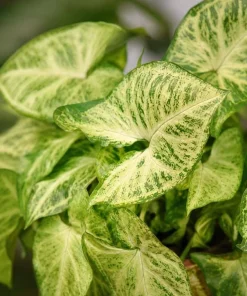 White Butterfly Syngonium Live Plant – Arrowhead Plant – 4 Inch Pot – Indoor Houseplant - Image 2