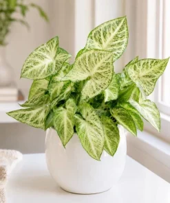White Butterfly Syngonium Live Plant – Arrowhead Plant – 4 Inch Pot – Indoor Houseplant - Image 3