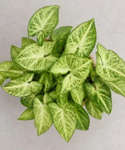 White Butterfly Syngonium Live Plant – Arrowhead Plant – 4 Inch Pot – Indoor Houseplant - Image 4