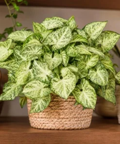White Butterfly Syngonium Live Plant – Arrowhead Plant – 4 Inch Pot – Indoor Houseplant - Image 1