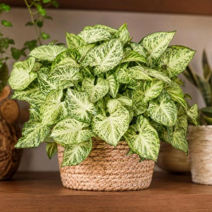 White Butterfly Syngonium Live Plant – Arrowhead Plant – 4 Inch Pot – Indoor Houseplant - Image 1