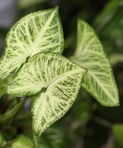 White Butterfly Syngonium Live Plant – Arrowhead Plant – 4 Inch Pot – Indoor Houseplant - Image 5