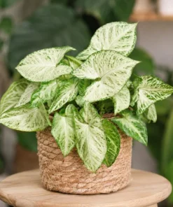 White Butterfly Syngonium Live Plant – Arrowhead Plant – 4 Inch Pot – Indoor Houseplant - Image 6