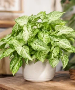 White Butterfly Syngonium Live Plant – Arrowhead Plant – 4 Inch Pot – Indoor Houseplant - Image 7