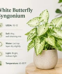 White Butterfly Syngonium Live Plant – Arrowhead Plant – 4 Inch Pot – Indoor Houseplant - Image 8