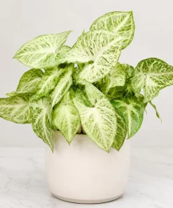 White Butterfly Syngonium Live Plant – Arrowhead Plant – 4 Inch Pot – Indoor Houseplant - Image 9