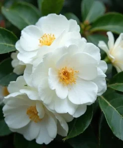 White Camellia Live Plant - 10-12 Inch Tall White Flower Shrub for Outdoor Garden - Image 2
