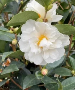 White Camellia Live Plant - 10-12 Inch Tall White Flower Shrub for Outdoor Garden - Image 3