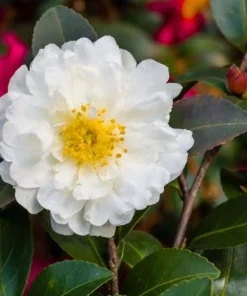 White Camellia Live Plant - 10-12 Inch Tall White Flower Shrub for Outdoor Garden - Image 4