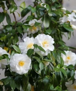 White Camellia Live Plant - 10-12 Inch Tall White Flower Shrub for Outdoor Garden - Image 5