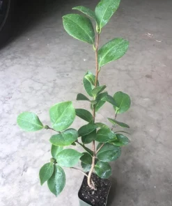 White Camellia Live Plant - 10-12 Inch Tall White Flower Shrub for Outdoor Garden - Image 6