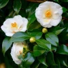 White Camellia Live Plant - 10-12 Inch Tall White Flower Shrub for Outdoor Garden - Image 1