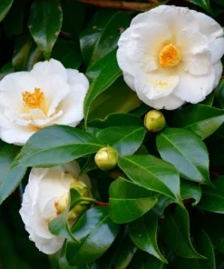 White Camellia Live Plant - 10-12 Inch Tall White Flower Shrub for Outdoor Garden - Image 1