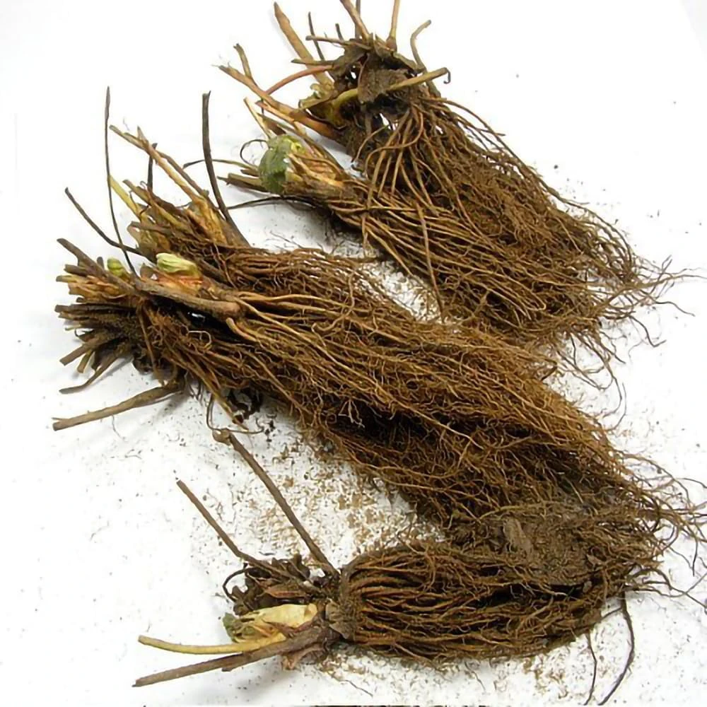 White Carolina Pineberry Plants – 10 Bareroot – Everbearing Strawberry - Image 2