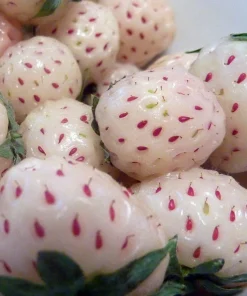 White Carolina Pineberry Plants – 10 Bareroot – Everbearing Strawberry - Image 1