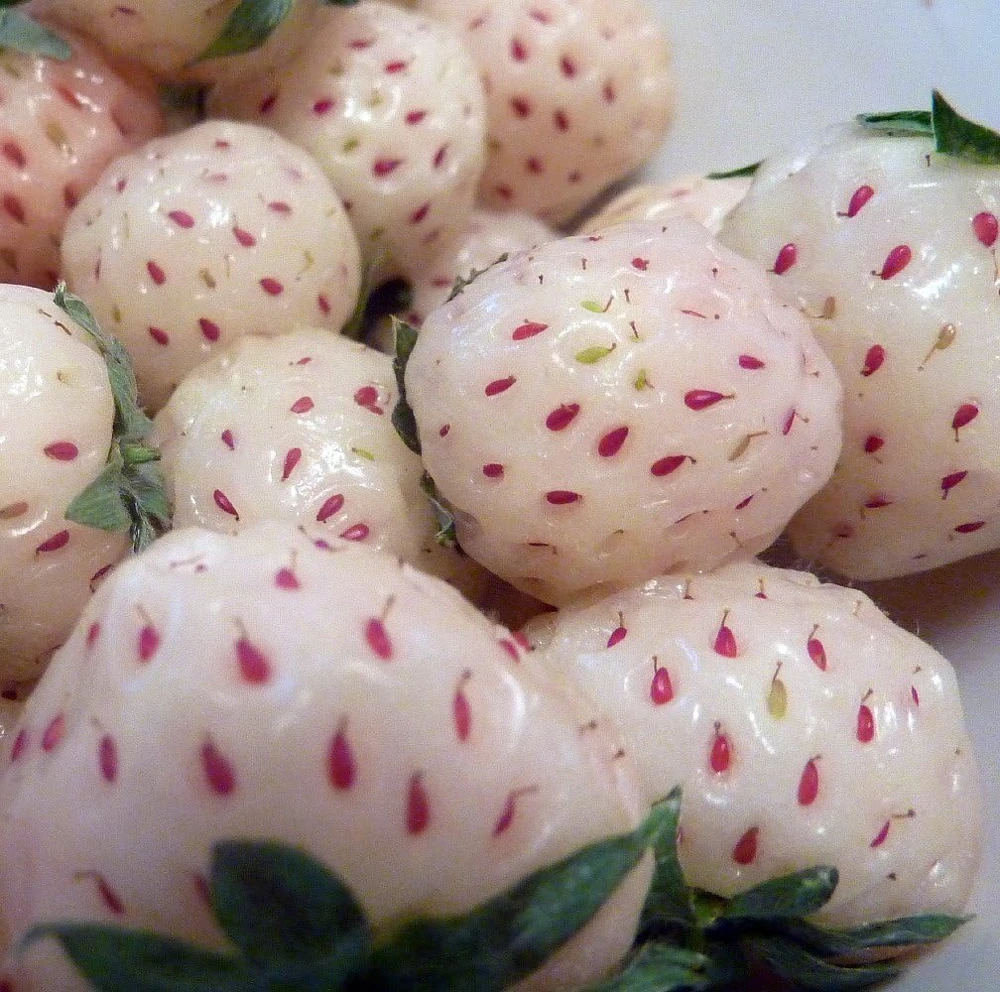 White Carolina Pineberry Plants - 50 Bareroot Roots - Unique Pineapple Strawberry Flavor - Everbearing - Hardy Zones 4-8 - Image 1