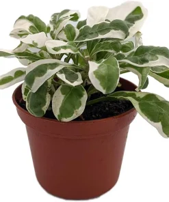 White Carpet St. Joseph's Coat Plant - Alternanthera Ficoidea - 2.5" Pot Live Plant - Image 2