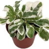 White Carpet St. Joseph's Coat Plant - Alternanthera Ficoidea - 2.5" Pot Live Plant - Image 1