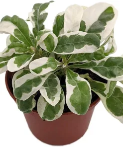 White Carpet St. Joseph's Coat Plant - Alternanthera Ficoidea - 2.5